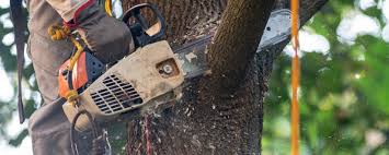 Why Choose Our Tree Removal Services in Steele, AL?