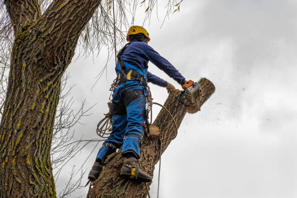 Best Palm Tree Trimming  in Steele, AL