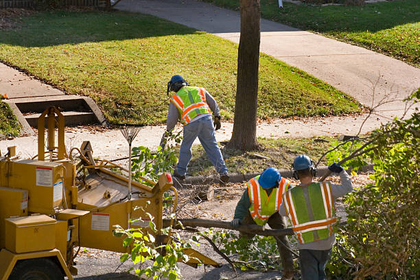 Best Lawn Renovation and Restoration  in Steele, AL