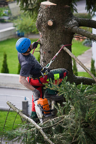  Steele, AL Tree Services Pros