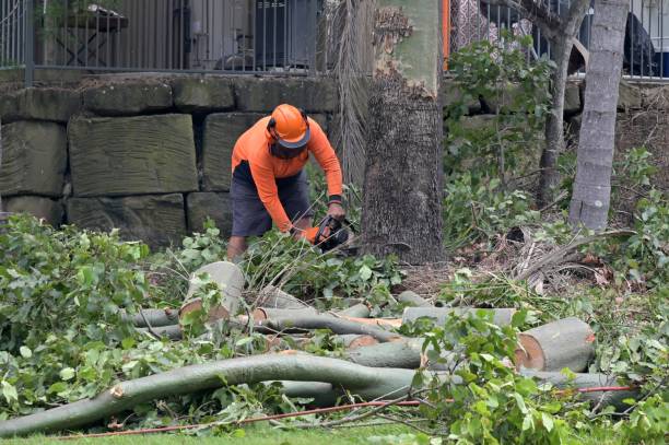 Best Tree Risk Assessment  in Steele, AL