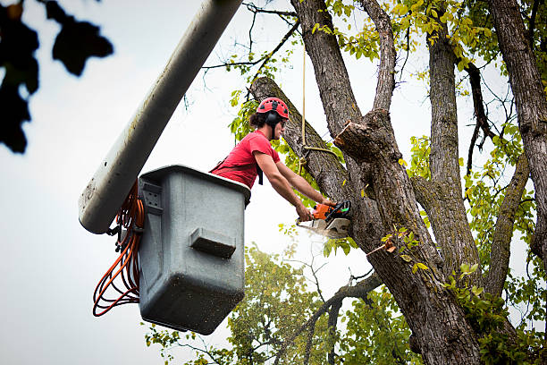 Best Firewood Processing and Delivery  in Steele, AL