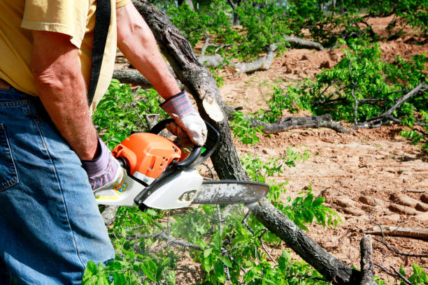 Best Seasonal Cleanup (Spring/Fall)  in Steele, AL